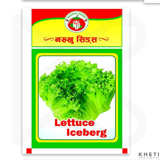 Lettuce (Salad Saag)